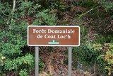 Forêt de Coat Loc'h à SCAËR
