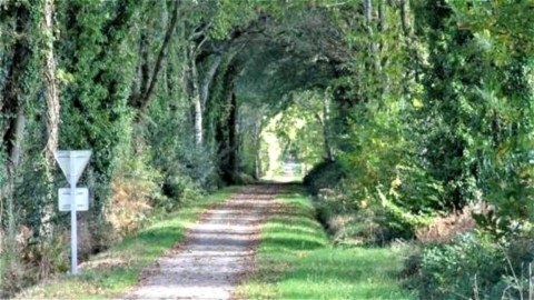 Voie Verte N°7 Voute d'arbres